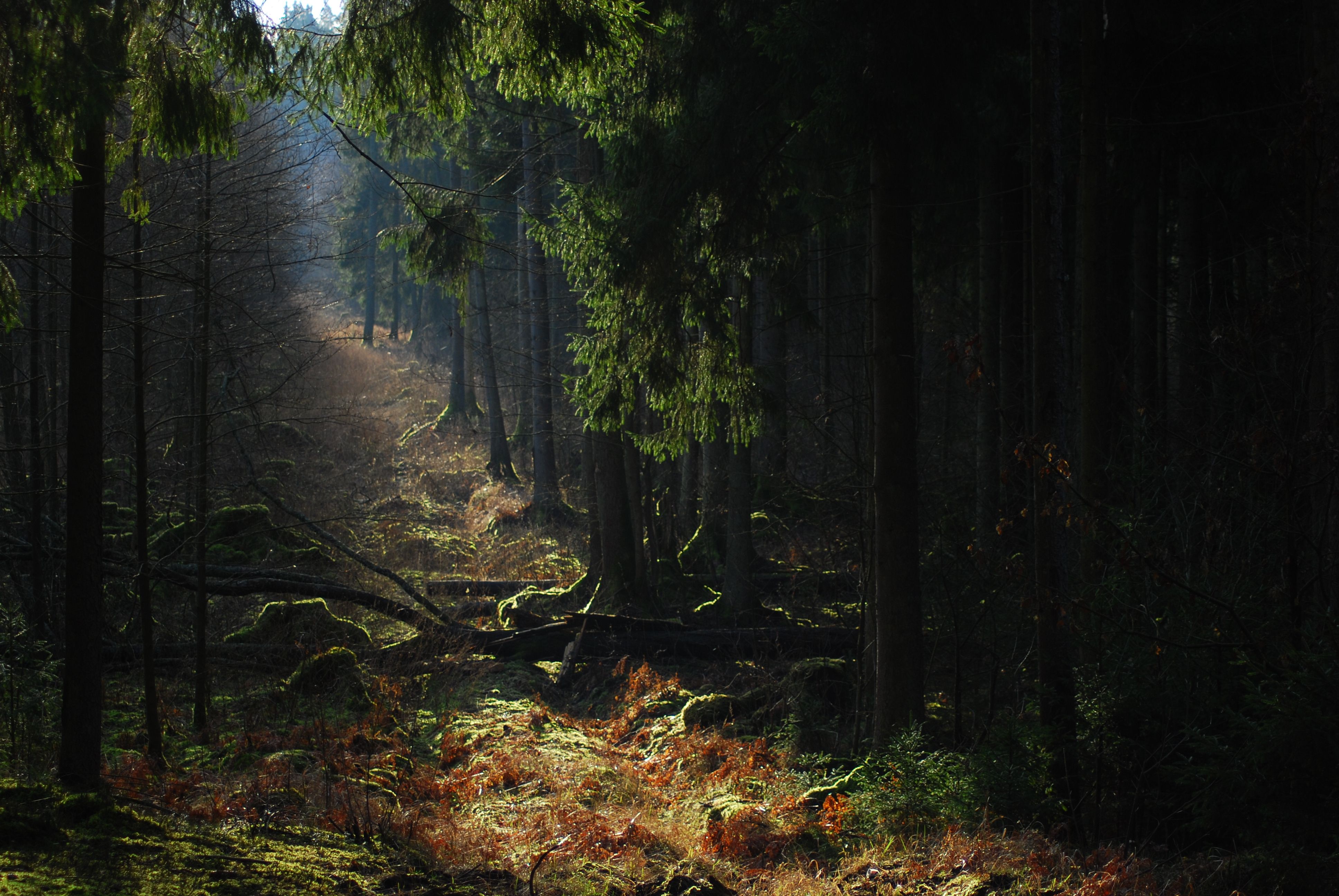 Trees in a forest